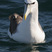 Shy Albatross